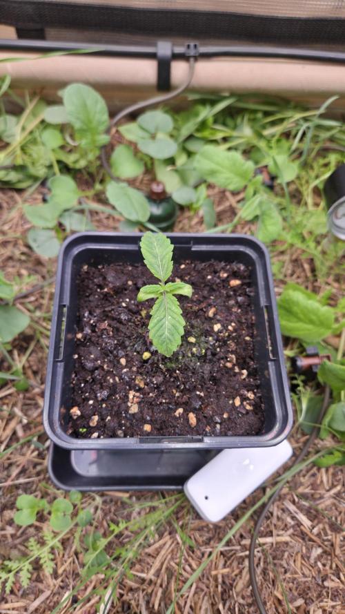 No-Till Run Nr. 5. Week 1