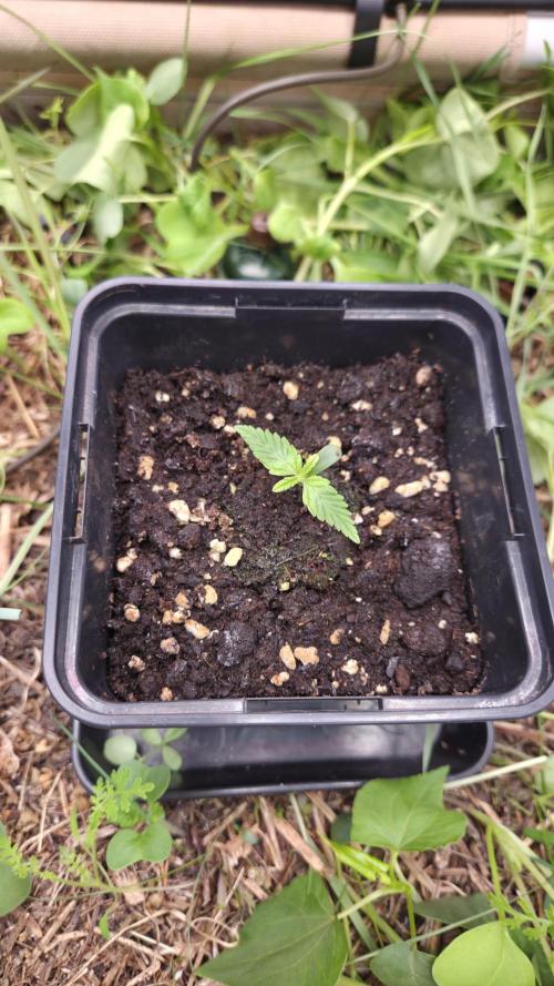 No-Till Run Nr. 5. Week 1