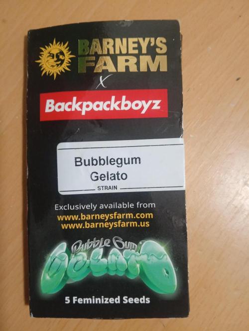 Cherry bubble gusher. Week 0 - Bub gelato on the go.canwaot to try these cali strians from Barney's farm 