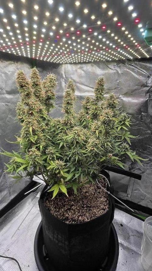 Northern Lights. Week 5