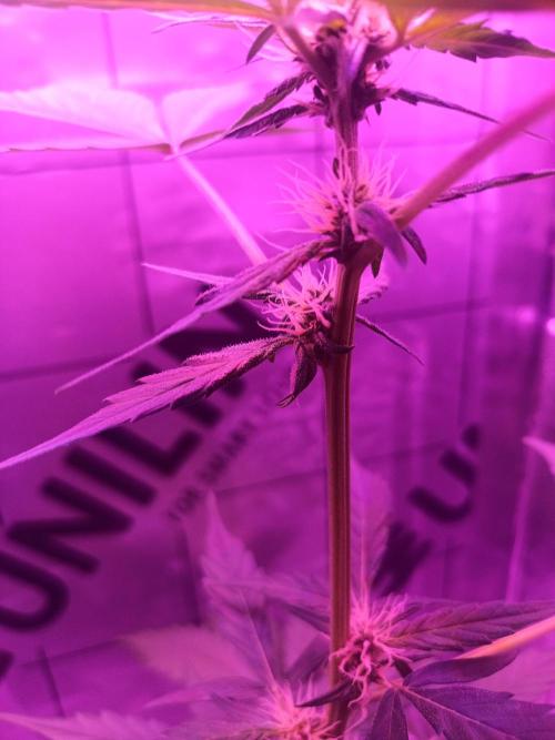 1st pineapple auto. Week 2