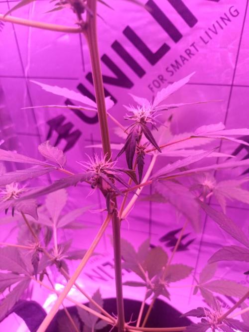 1st pineapple auto. Week 2