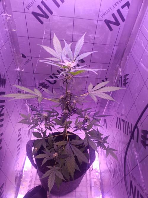 1st pineapple auto. Week 3