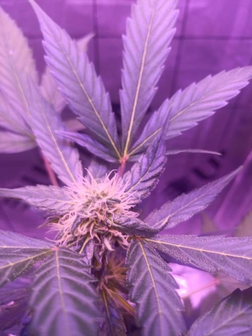1st pineapple auto. Week 3