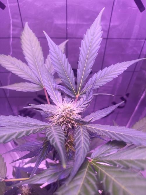 1st pineapple auto. Week 3