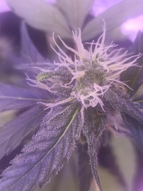 1st pineapple auto. Week 4