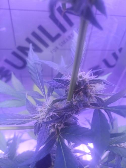 1st pineapple auto. Week 4