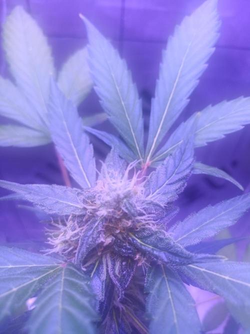 1st pineapple auto. Week 4