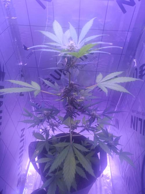 SE3000. Week 4