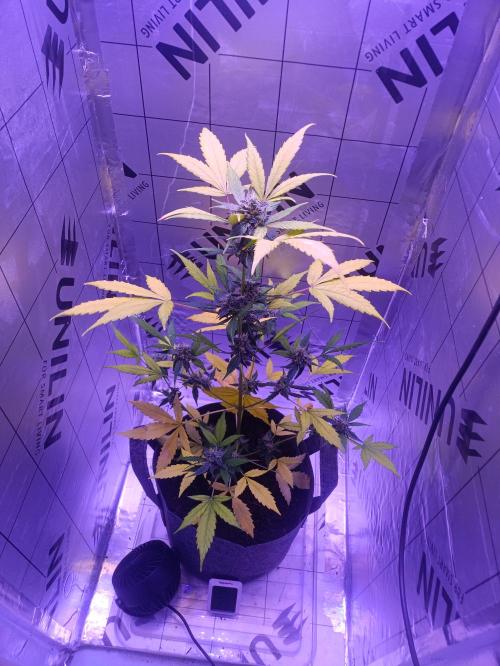 1st pineapple auto. Week 5
