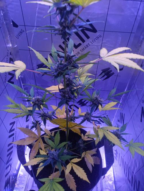 1st pineapple auto. Week 5