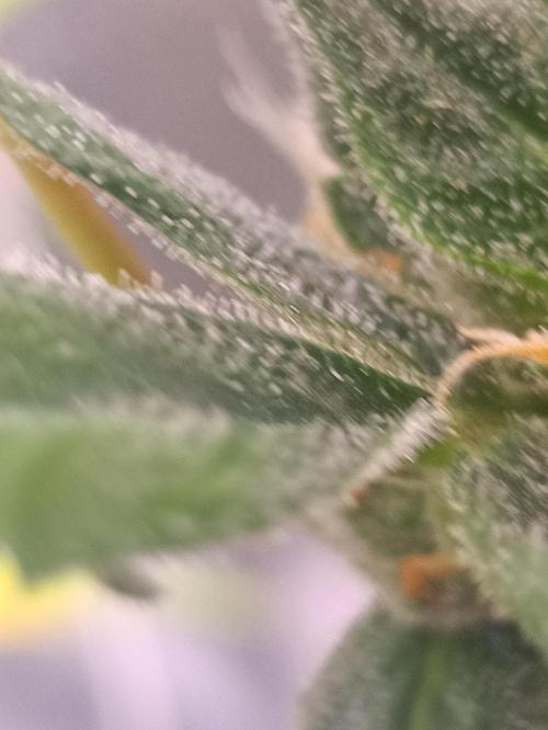 1st pineapple auto. Week 6