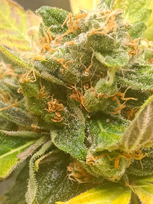 1st pineapple auto. Week 6