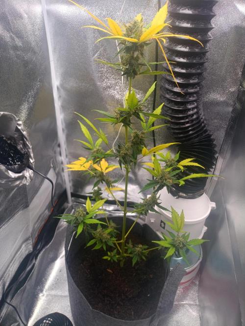 SE3000. Week 6