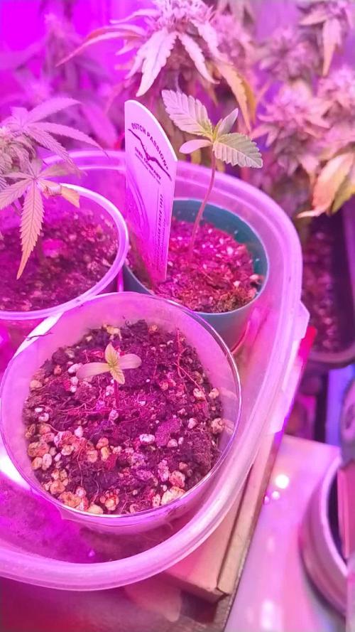 Orange Bud 2.0