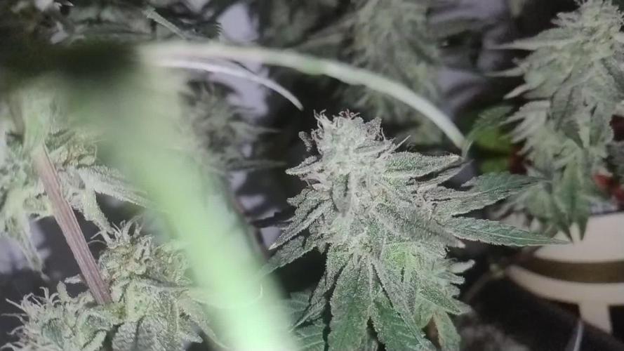 Forbidden Fruit Cake 2nd Round