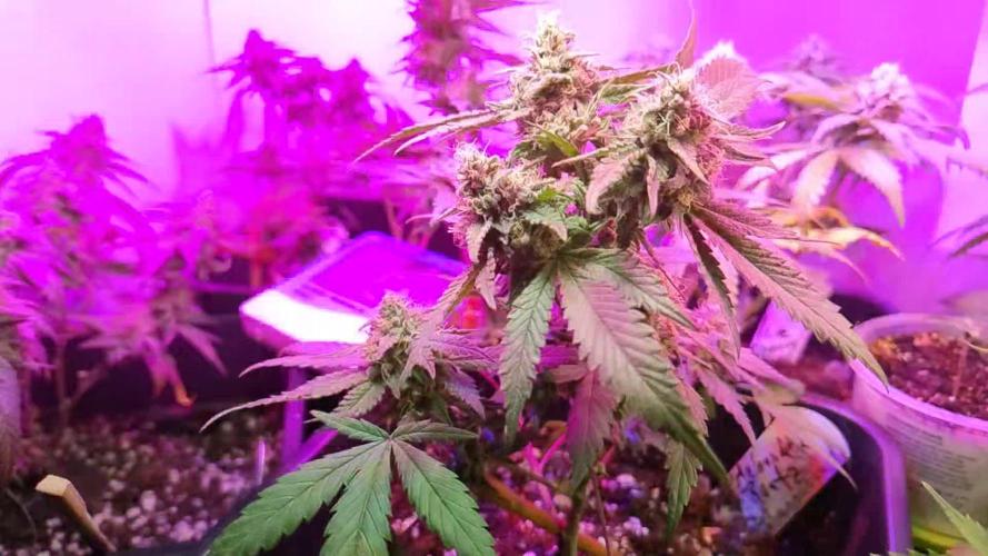 Melonade Runtz 3rd Gen