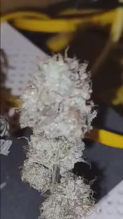 Melonade Runtz 3rd Gen