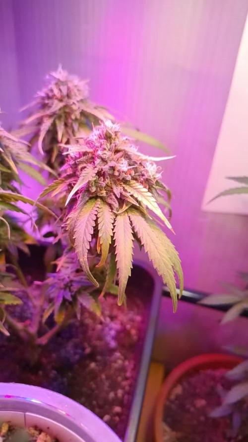 Ice Cream Haze
