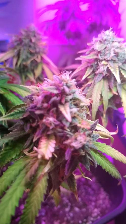 Ice Cream Haze
