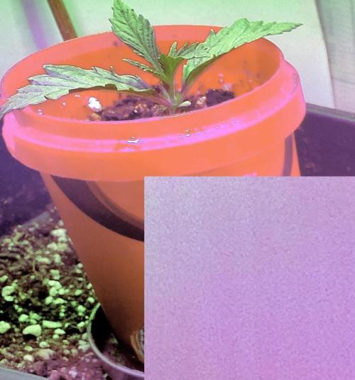 Pineapple Sunset. Week 0
