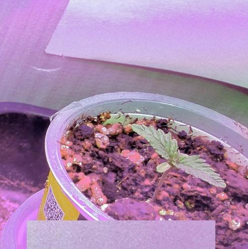 Pineapple Sunset. Week 0