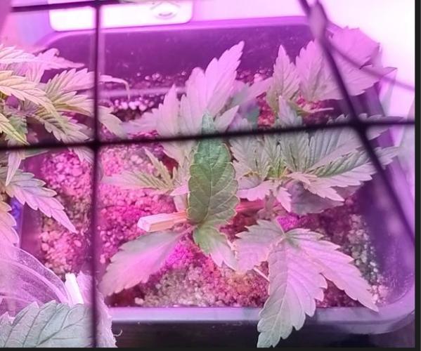 Pineapple Sunset. Week 1