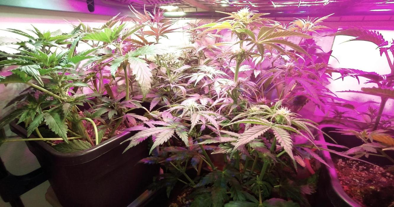 Pineapple Sunset. Week 2