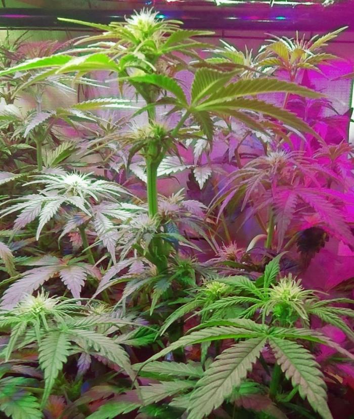 Divine Auto Fractal. Week 4