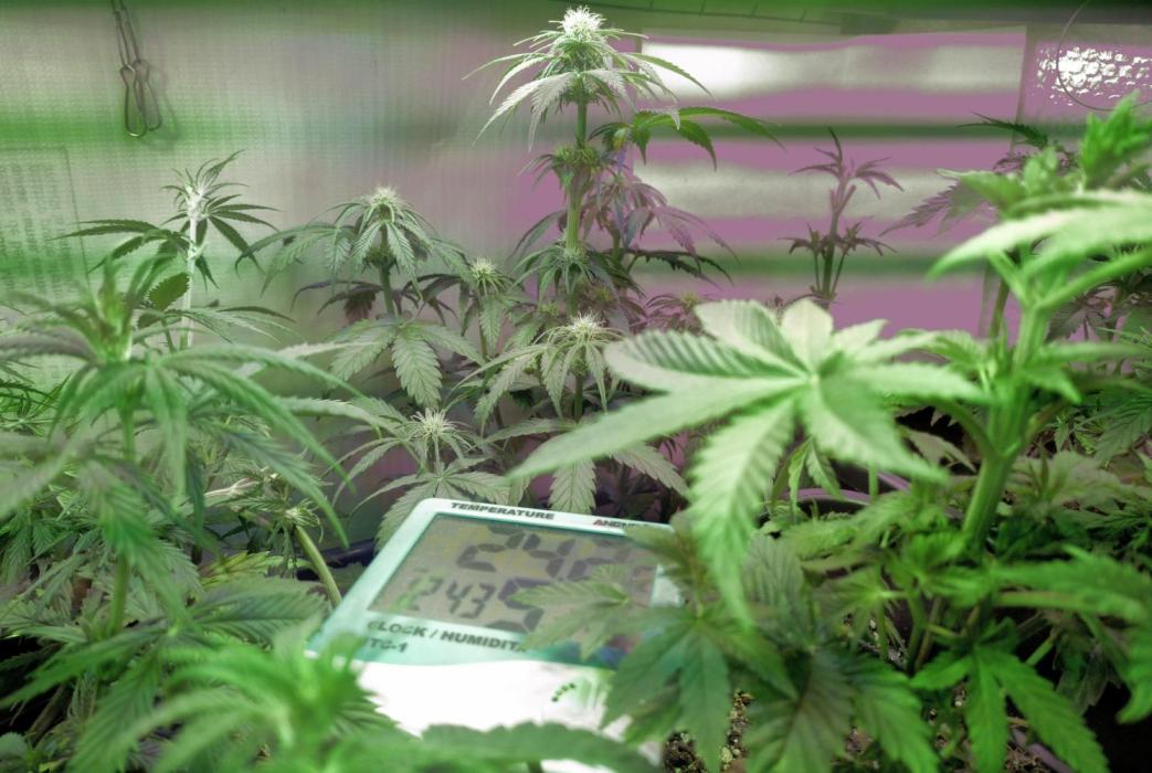 Divine Auto Fractal. Week 5