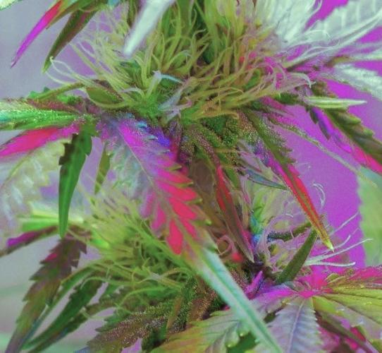 Divine Auto Fractal. Week 6