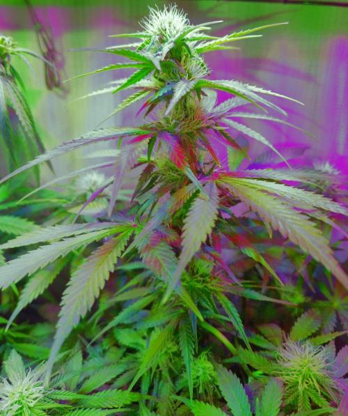 Divine Auto Fractal. Week 6