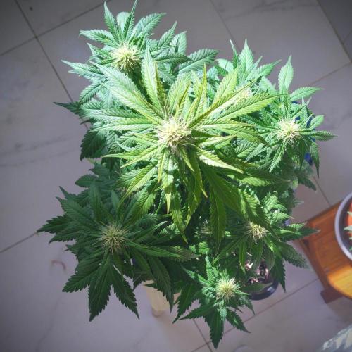 Divine Auto Fractal. Week 7