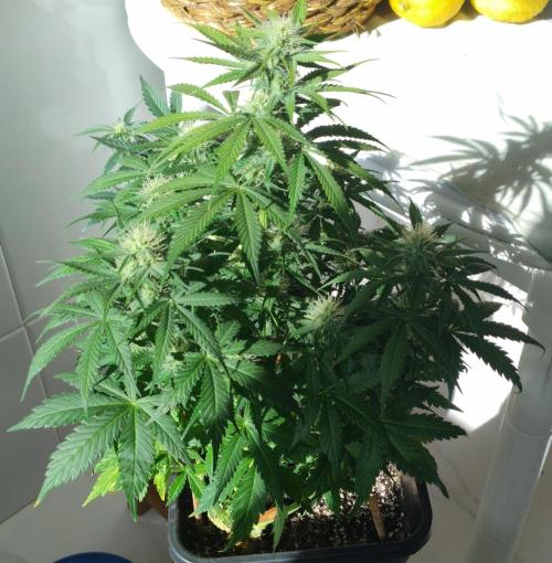 Divine Auto Fractal. Week 7
