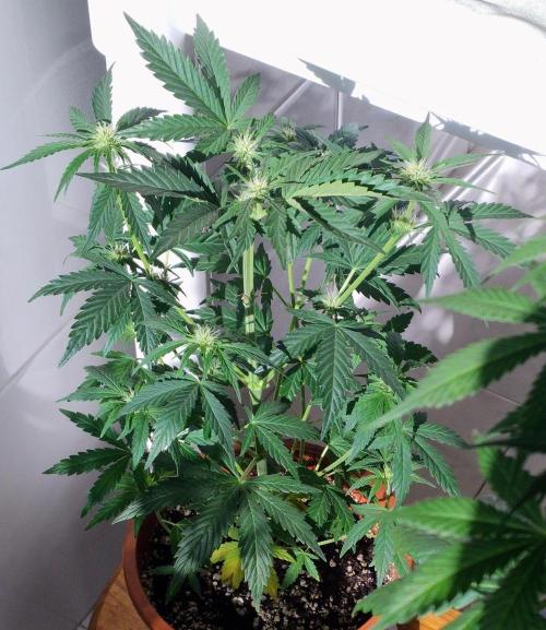 Pineapple Sunset. Week 3