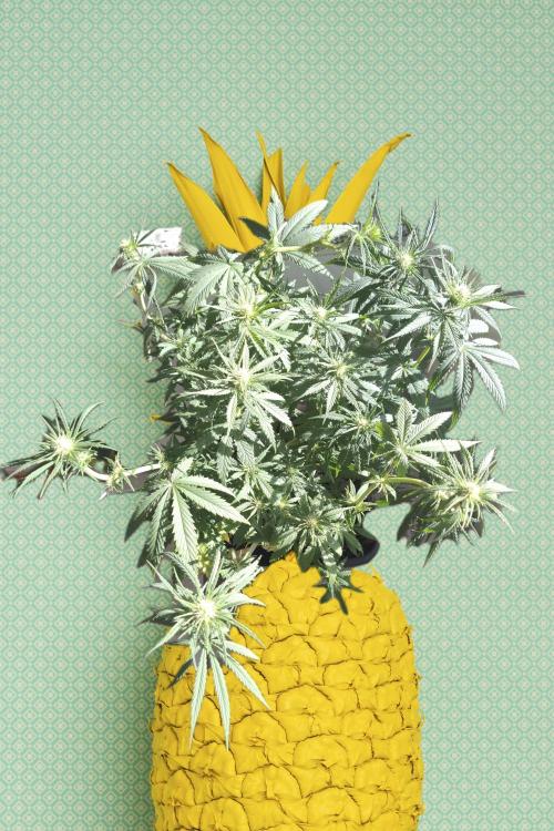 Pineapple Sunset. Week 3