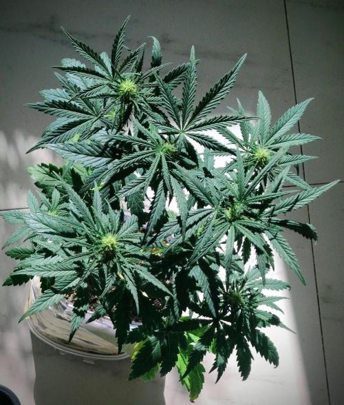 Pineapple Sunset. Week 3