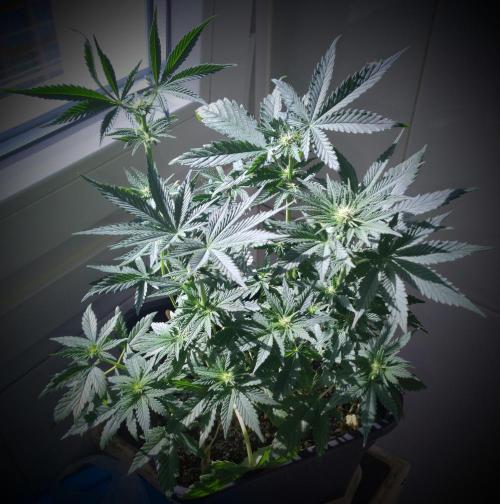 Pineapple Sunset. Week 3