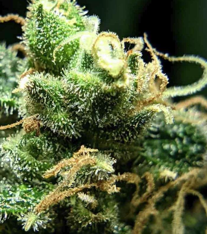 Divine Auto Fractal. Week 0