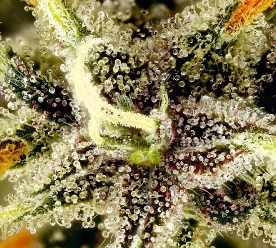Light-Mix. Week 3