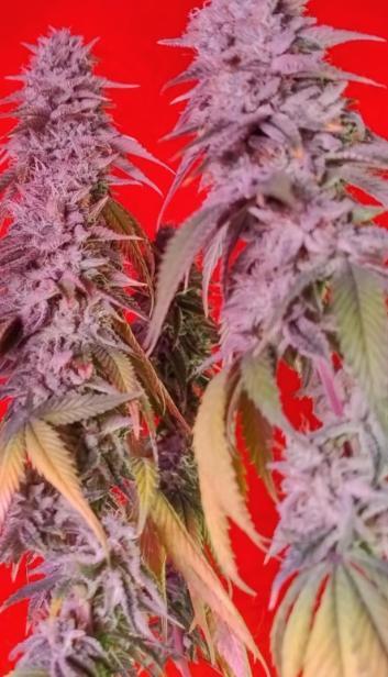 Forbidden Fruit Cake. Week 11