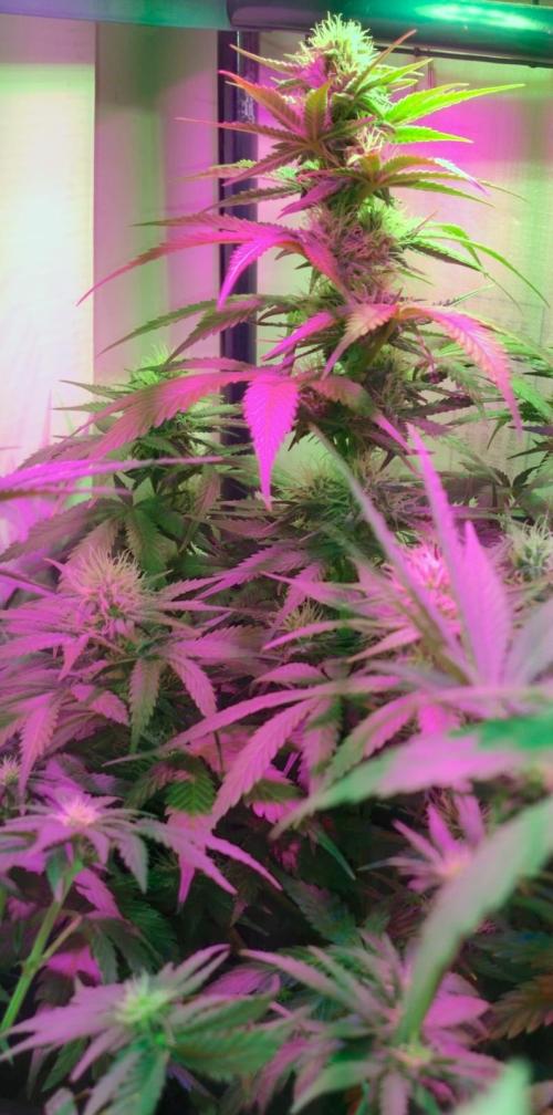 Divine Auto Fractal. Week 7
