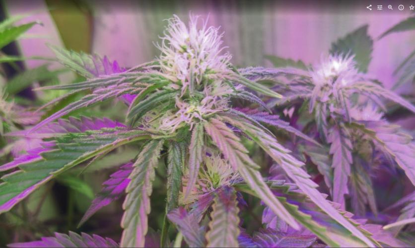 Pineapple Sunset. Week 4
