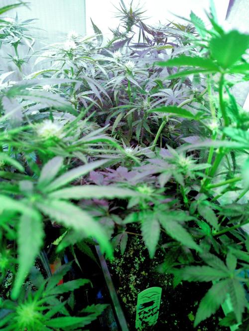 Pineapple Sunset. Week 4