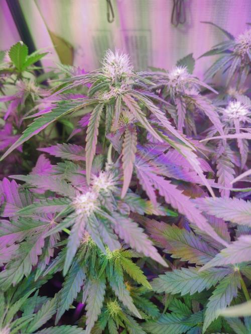 Pineapple Sunset. Week 4