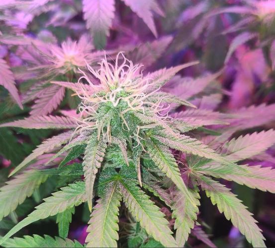 Divine Auto Fractal. Week 8