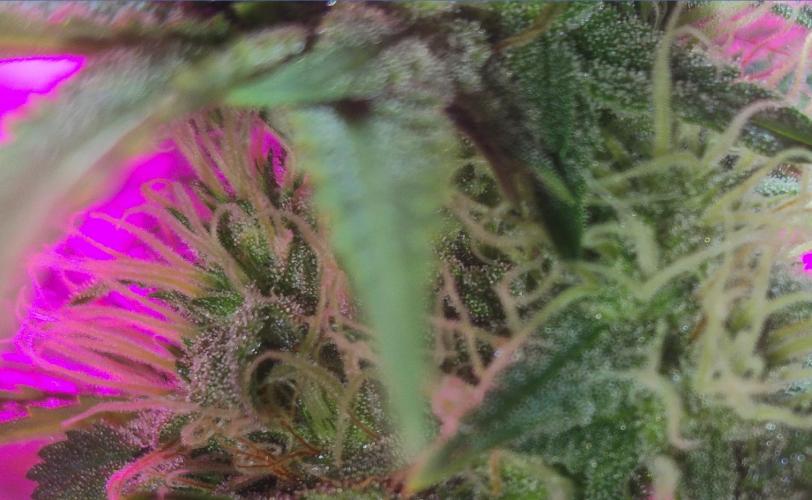 Divine Auto Fractal. Week 8