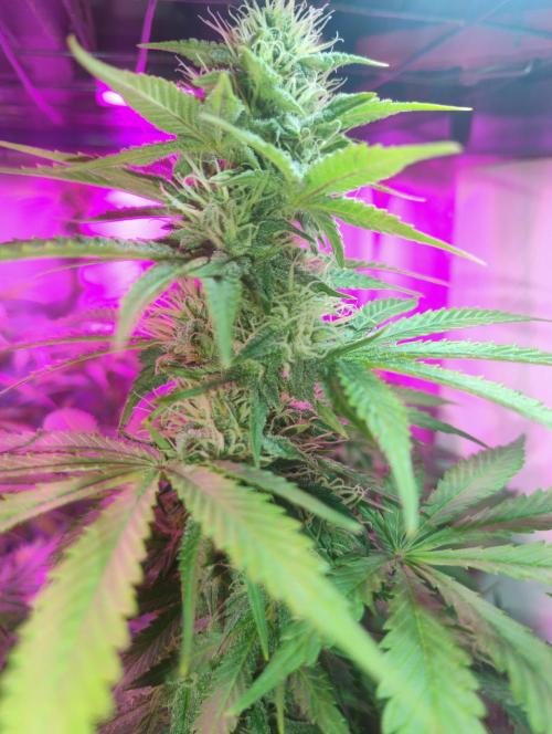 Divine Auto Fractal. Week 8