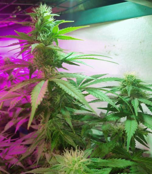 Divine Auto Fractal. Week 8