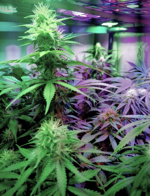 Divine Auto Fractal. Week 8